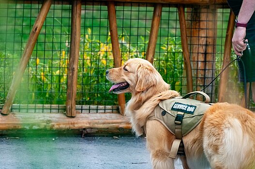 Photo d'un chien en laisse portant un harnais sur lequel on lit les mots "service dog"